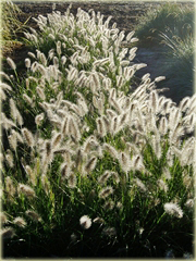 Rozplenica japońska Hameln Pennisetum alopecuroides Hamel