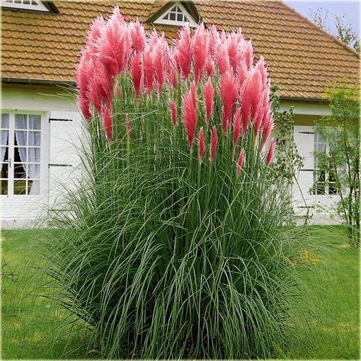 Trawa pampasowa czerwona Cortaderia selloana red