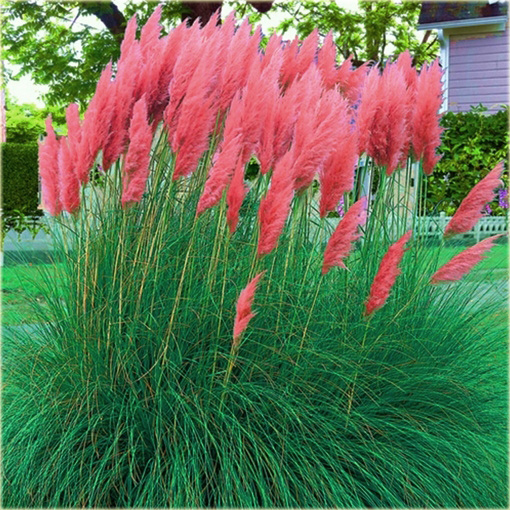 Trawa pampasowa czerwona Cortaderia selloana red