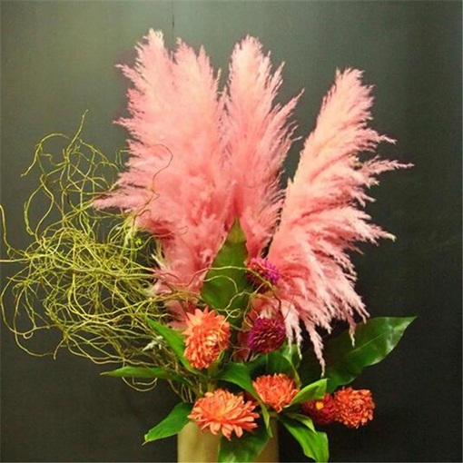 Trawa pampasowa czerwona Cortaderia selloana red