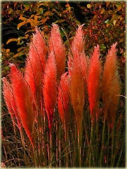 Trawa pampasowa czerwona Cortaderia selloana red