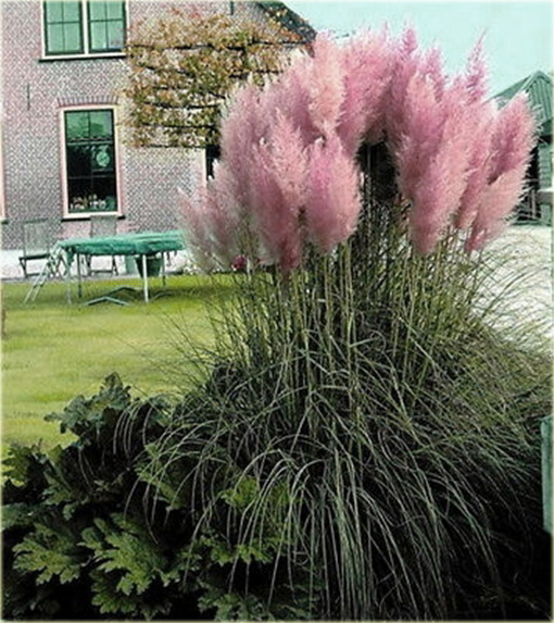 Trawa pampasowa różowa Cortaderia selloana rosea