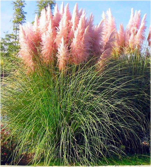 Trawa pampasowa różowa Cortaderia selloana rosea
