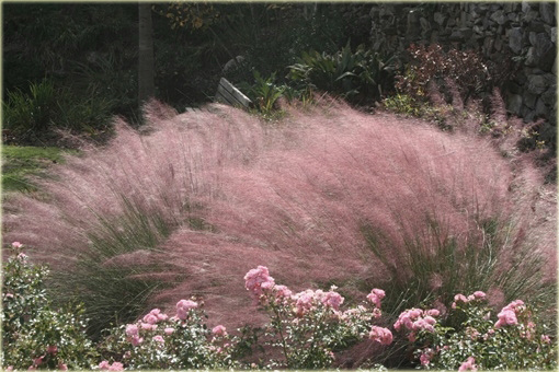 Trawa pampasowa różowa Cortaderia selloana rosea