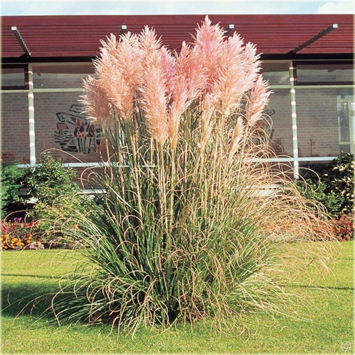Trawa pampasowa różowa Cortaderia selloana rosea