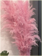 Trawa pampasowa różowa Cortaderia selloana rosea