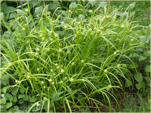 Turzyca Graya Carex grayi