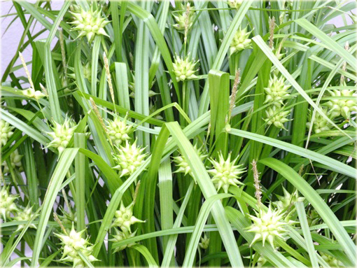 Turzyca Graya Carex grayi