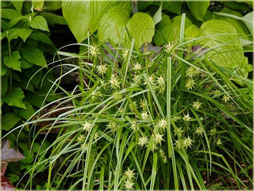 Turzyca Graya Carex grayi