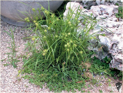 Turzyca Graya Carex grayi