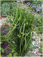 Turzyca Graya Carex grayi