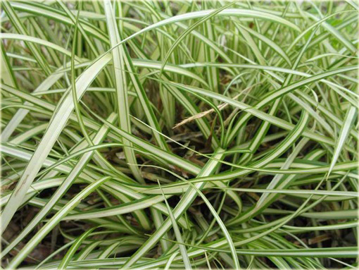 Turzyca japonska Morrowa variegata Carex morrowii variegata