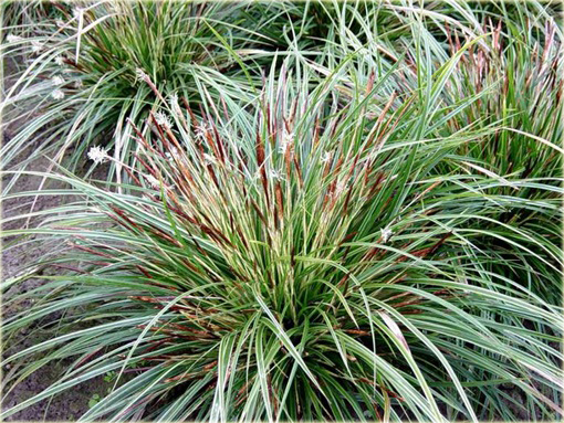 Turzyca japonska Morrowa variegata Carex morrowii variegata