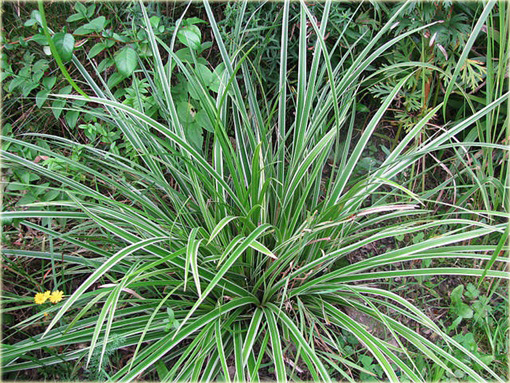 Turzyca japonska Morrowa variegata Carex morrowii variegata