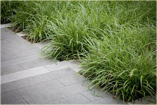 Turzyca japonska Morrowa variegata Carex morrowii variegata