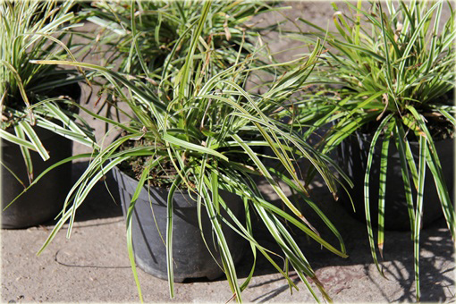 Turzyca japonska Morrowa variegata Carex morrowii variegata