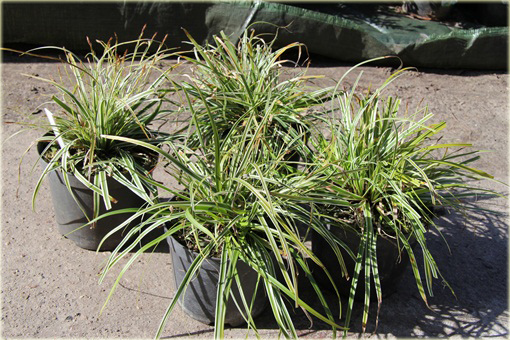 Turzyca japonska Morrowa variegata Carex morrowii variegata