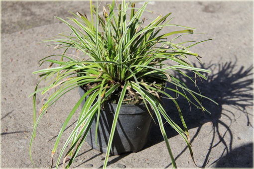 Turzyca japonska Morrowa variegata Carex morrowii variegata