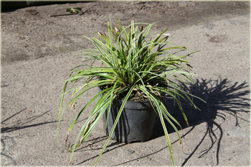 Turzyca japonska Morrowa variegata Carex morrowii variegata