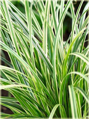 Turzyca japonska Morrowa variegata Carex morrowii variegata