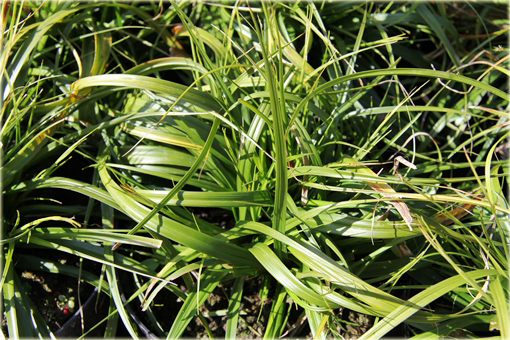 Turzyca oszimska Greenwell Carex oshimensis Greenwell