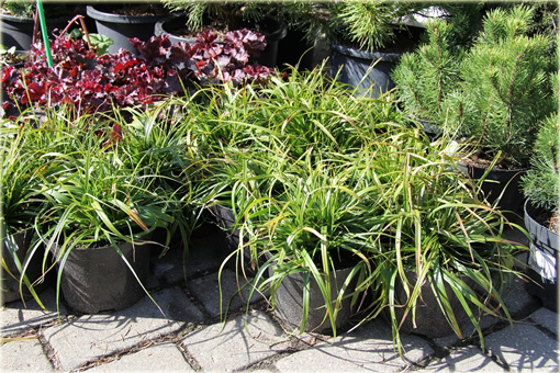 Turzyca oszimska Greenwell Carex oshimensis Greenwell