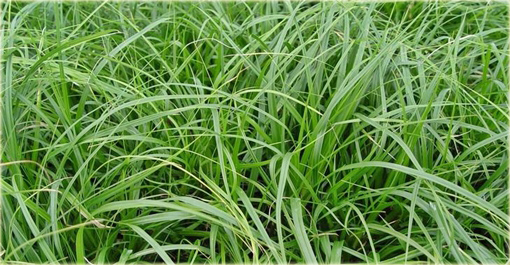 Turzyca oszimska Greenwell Carex oshimensis Greenwell
