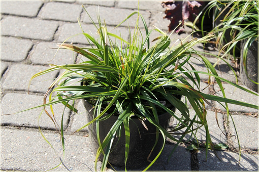 Turzyca oszimska Greenwell Carex oshimensis Greenwell