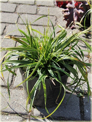 Turzyca oszimska Greenwell Carex oshimensis Greenwell 